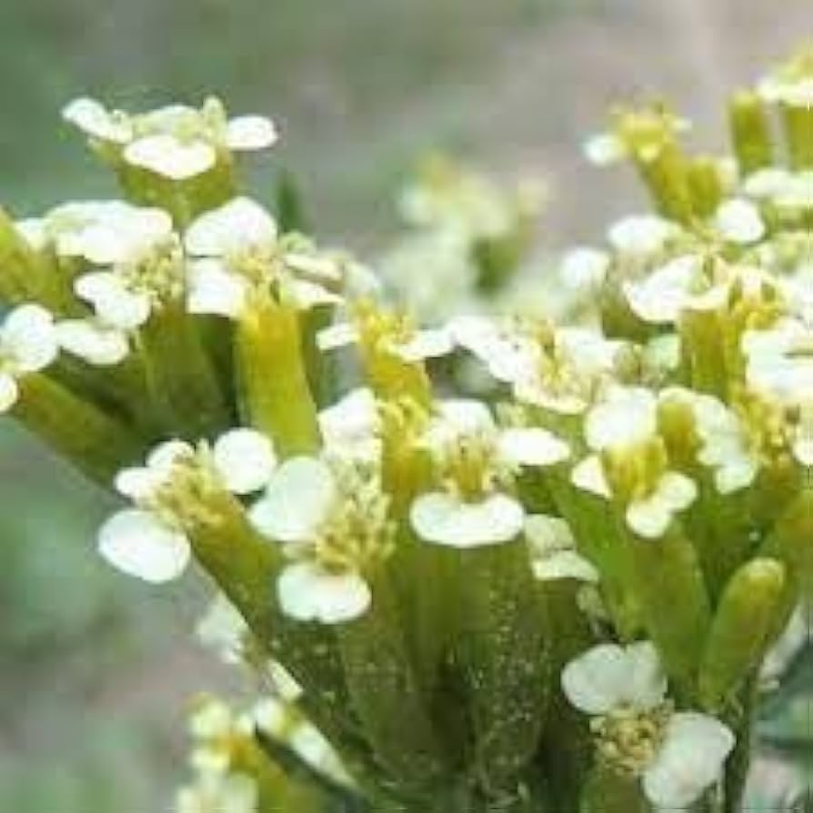 Huacatay flower seeds