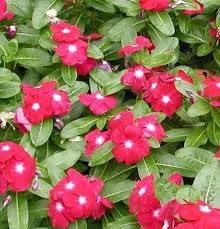 Linda flower seeds