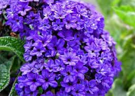 Heliotrope flower seeds