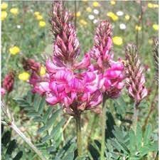 Shoshone flower seeds