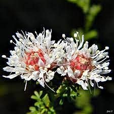 Dalea Pinnata flower seeds