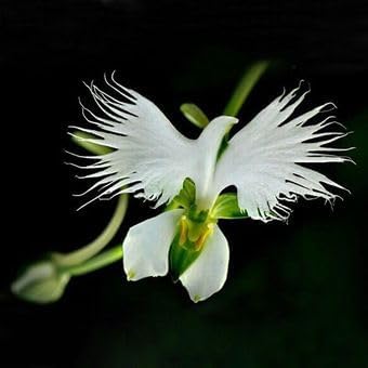 Japonesa Garza flower seeds