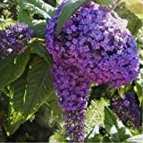 Purple Heliotrope flower seeds