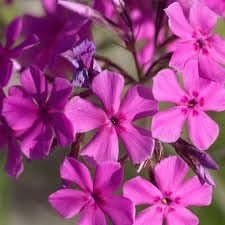 Catchfly flower seeds