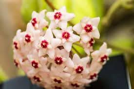 Fresh Hoya flower seeds