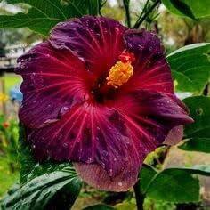Purple Maroon flower seeds
