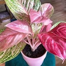 Pink Aglaonema flower seeds