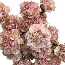 Brown Carnation flower seeds