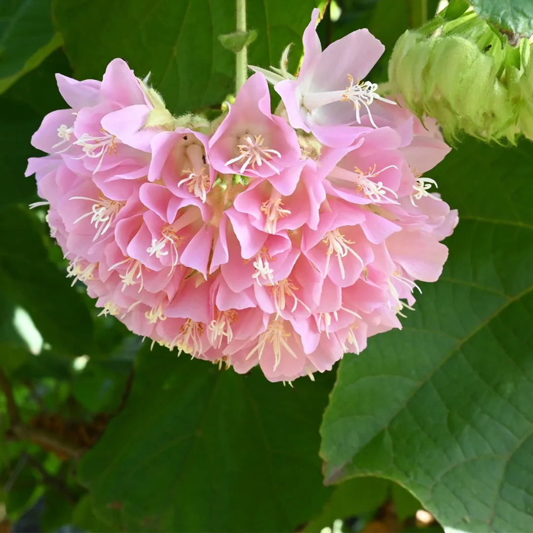 Dombeya Bourgassiae flower seeds