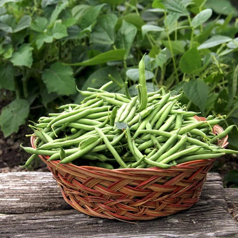 Mixed Pinto Bean Seeds