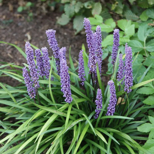 Big Blue Liriope plant