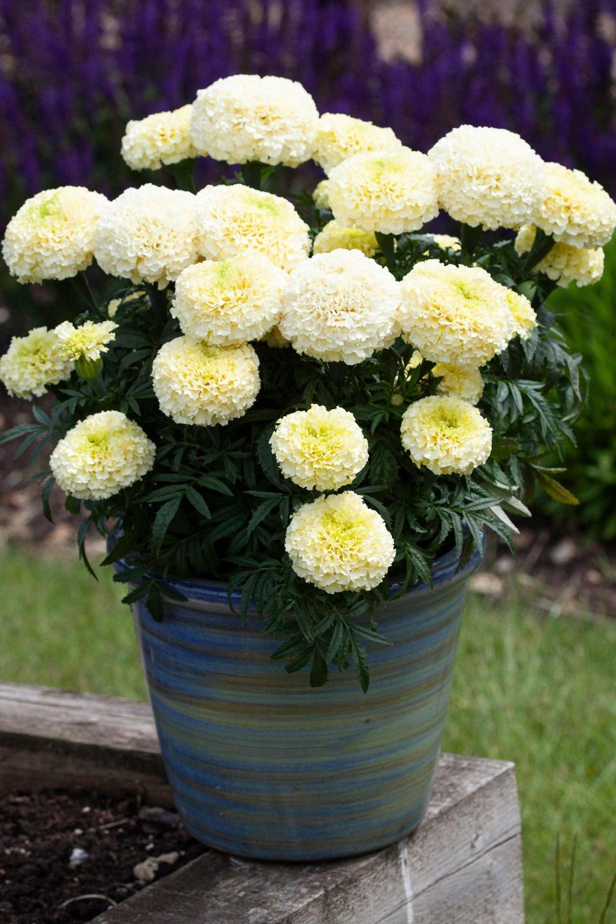 African White Marigold plant