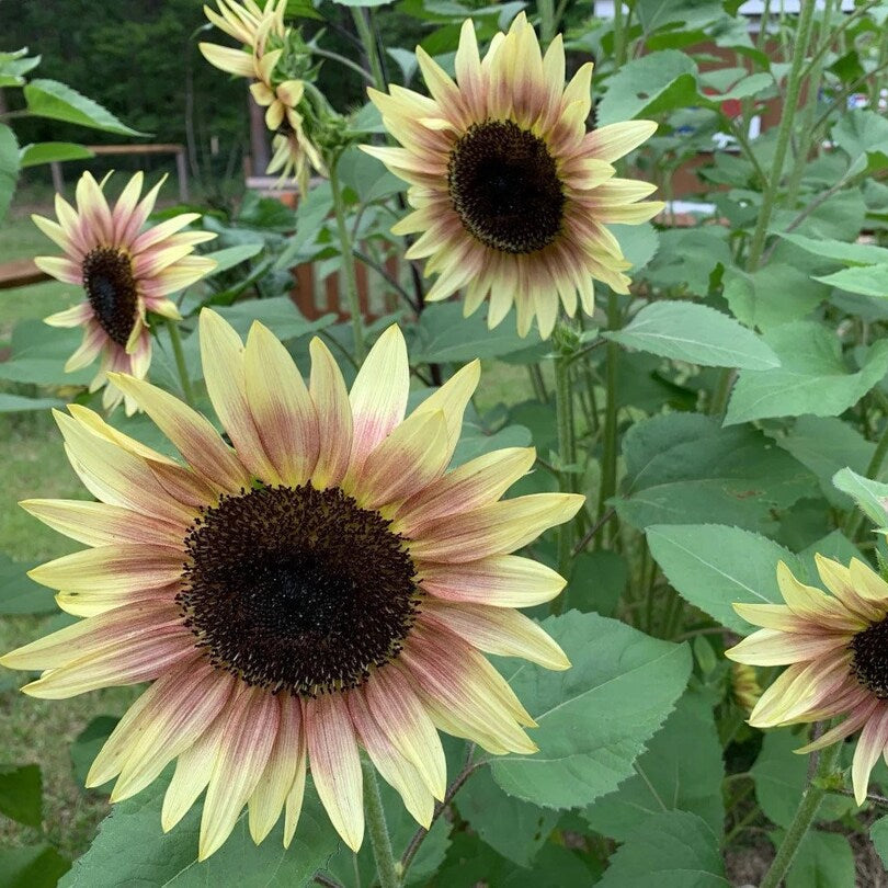 and Pink Sunflower plant