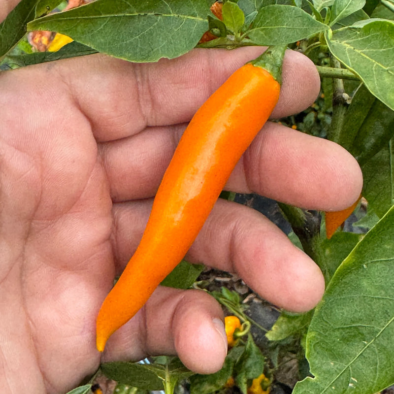 Orange Chili Pepper Seeds for Planting – Heirloom Non-GMO Garden Seeds
