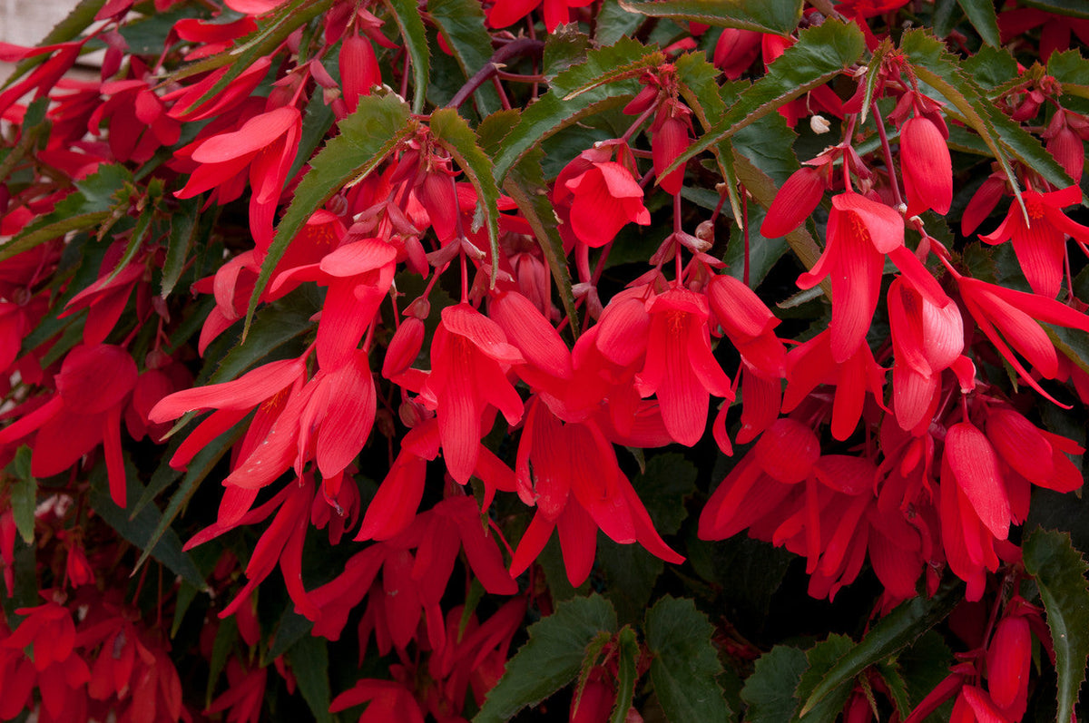 Boliviensis Begonia plant