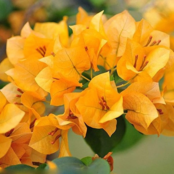Dark Yellow flower seeds