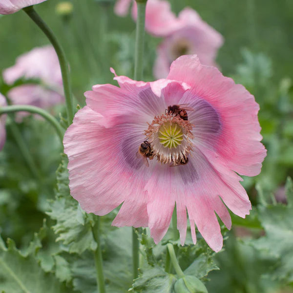 Somniferum Poppy flower seeds