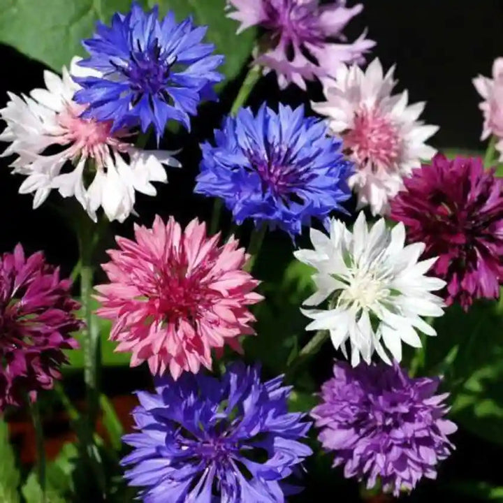 Cornflower flower seeds
