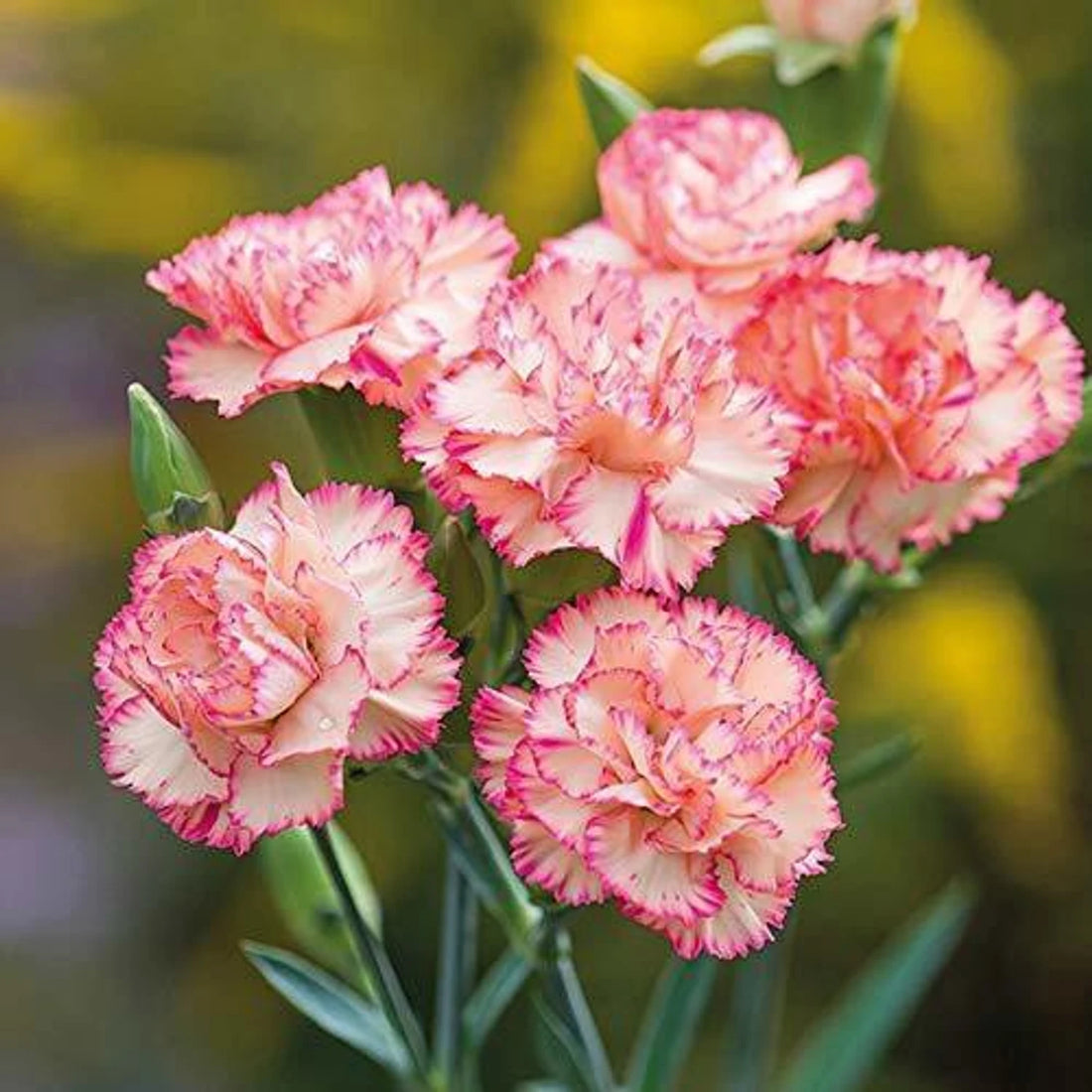 Baby Pink flower seeds