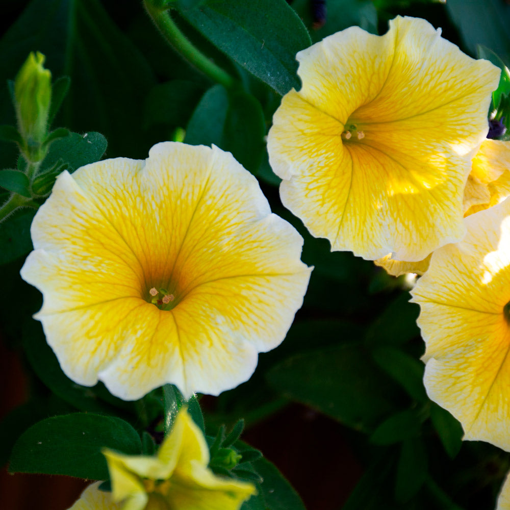 Sunrise Cascading flower seeds