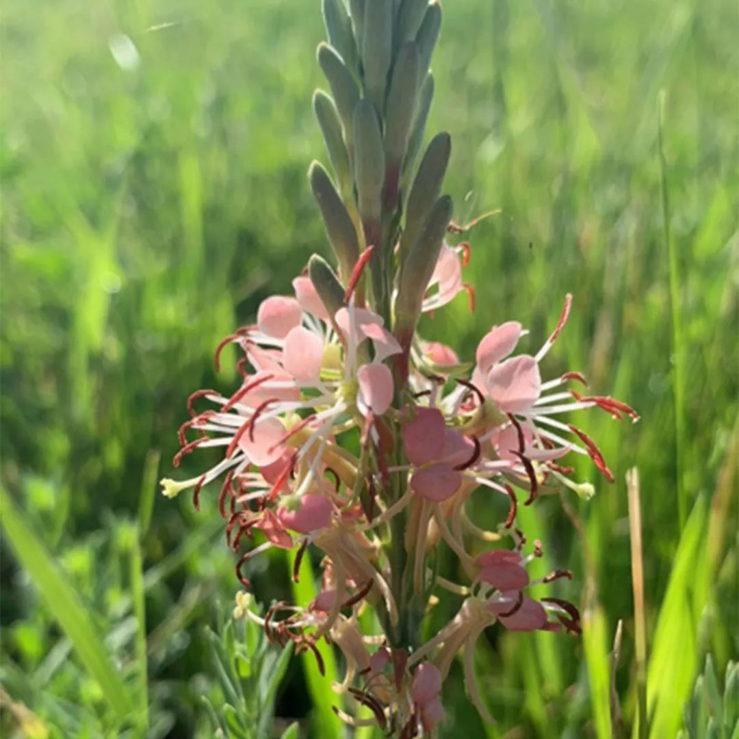 Oenothera Suffrutescens flower seeds