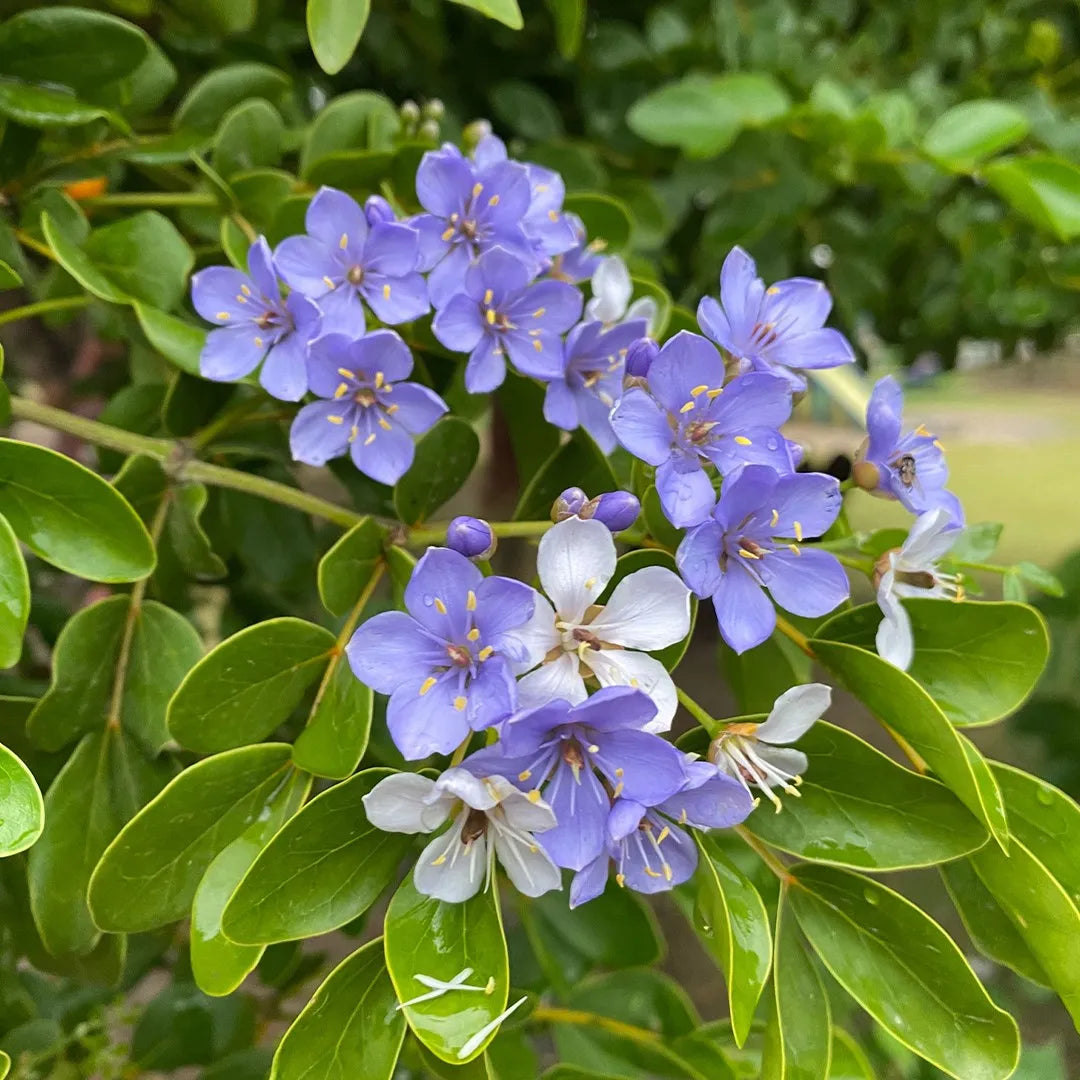 Blue Lignum flower seeds