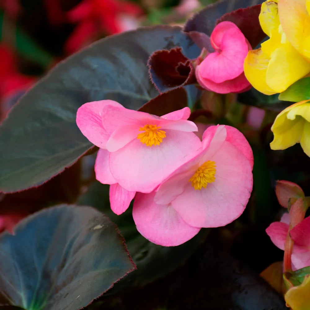 Light Pink flower seeds