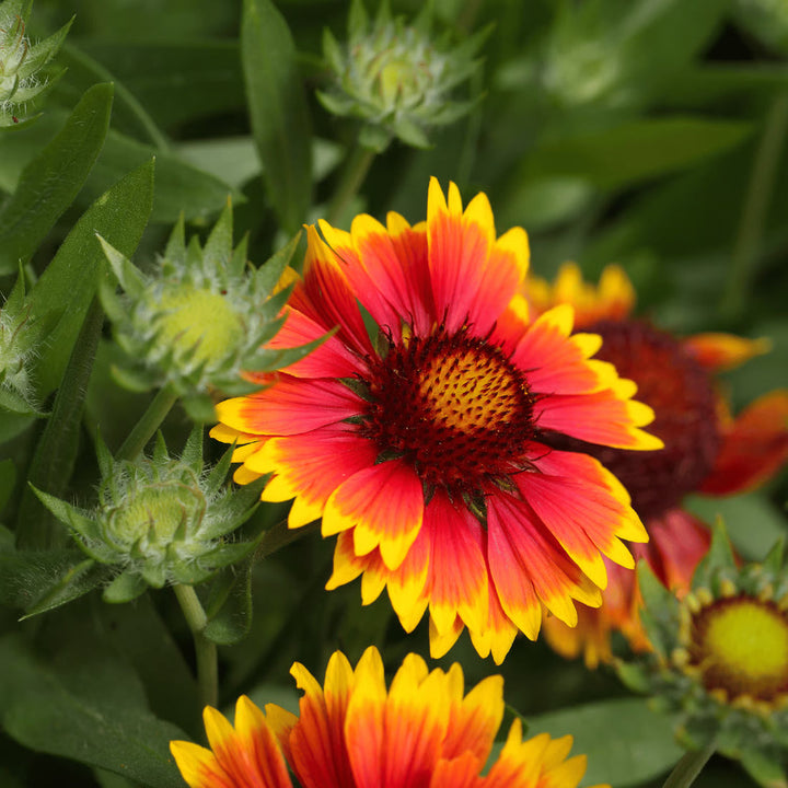 Indian Blanket flower seeds