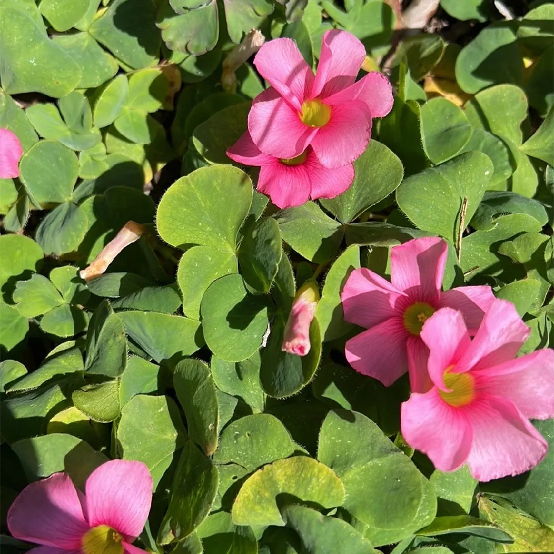 African Oxalis flower seeds