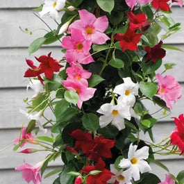 Multicolored Mandevilla flower seeds