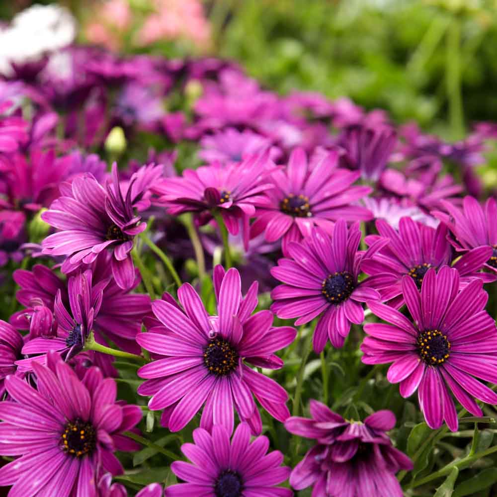 Osteospermum flower seeds