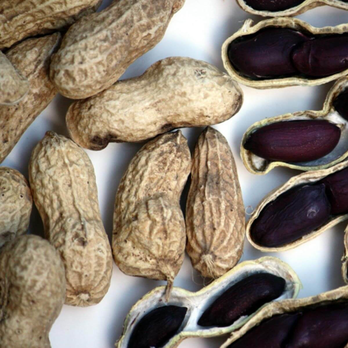 Black Peanut plant