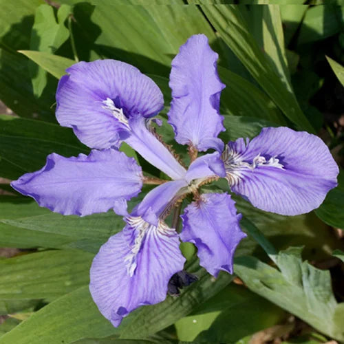 Violet Bulleyana flower seeds