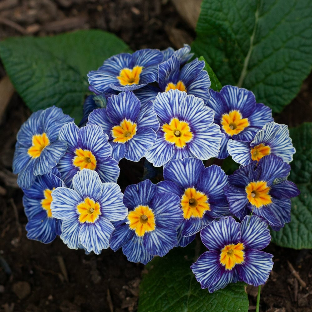 Blue Primrose flower seeds