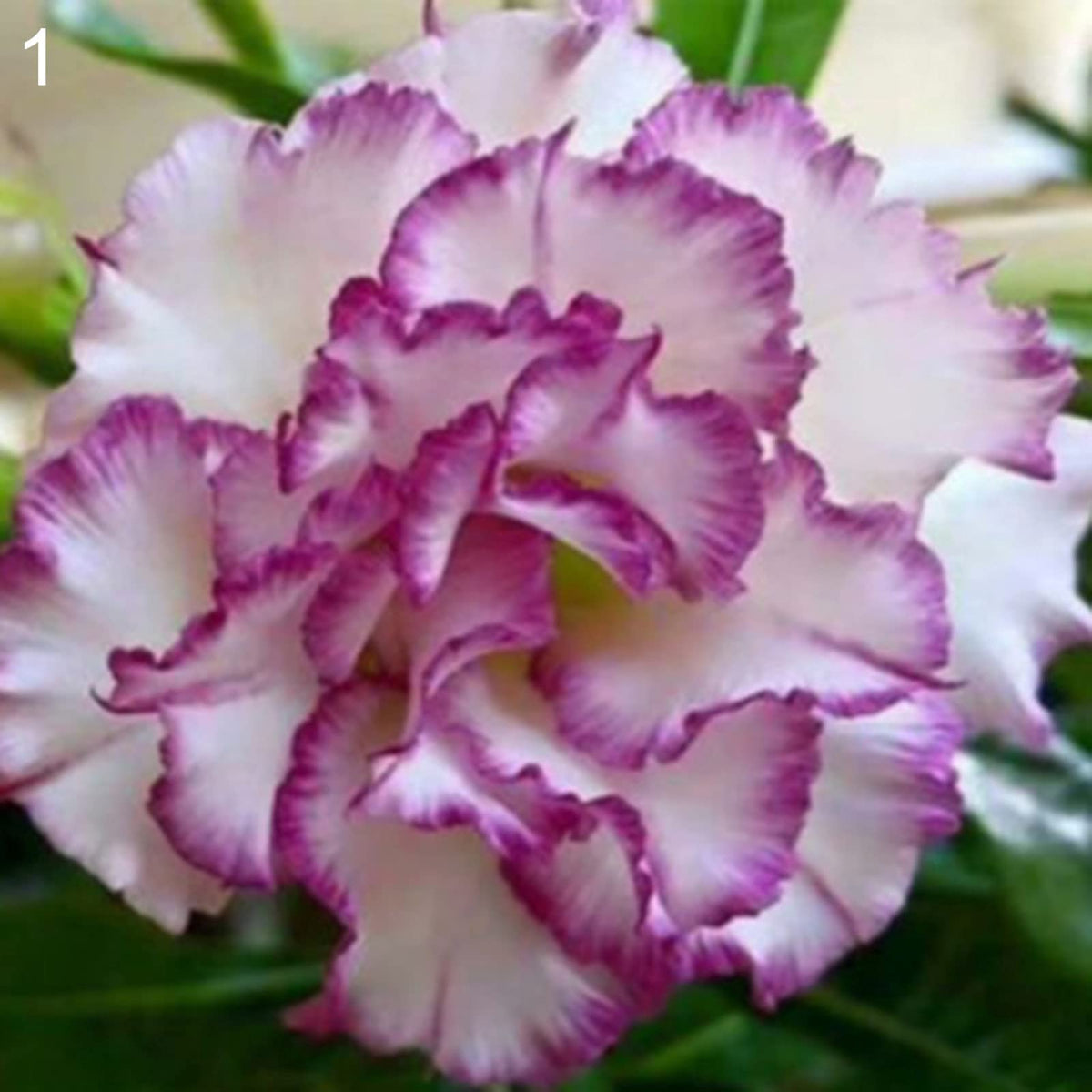 White Desert Rose plant