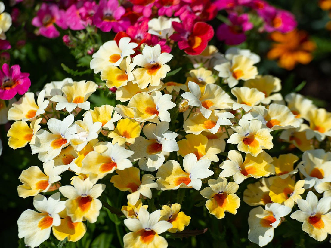 Nemesia Masquerade flower seeds