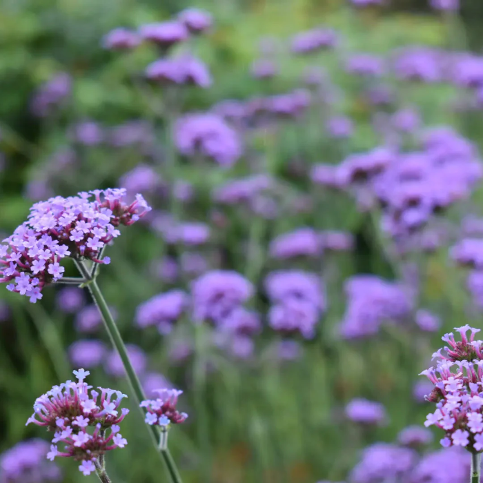 Buenos Aires Verbena plant