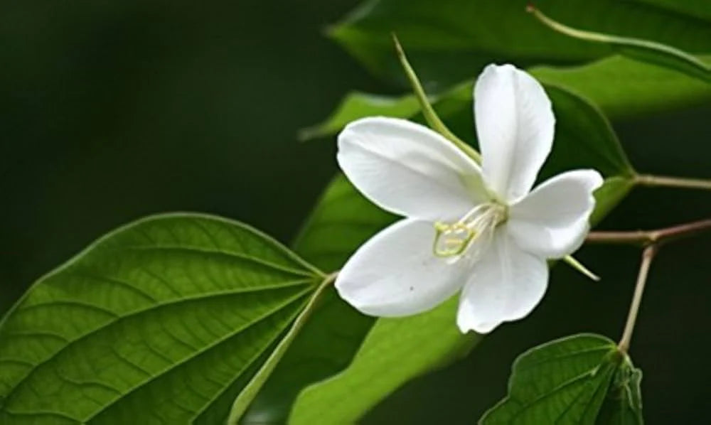White Racemosa flower seeds