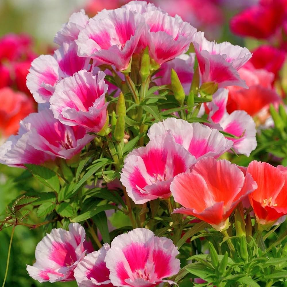 Azalea Godetia flower seeds
