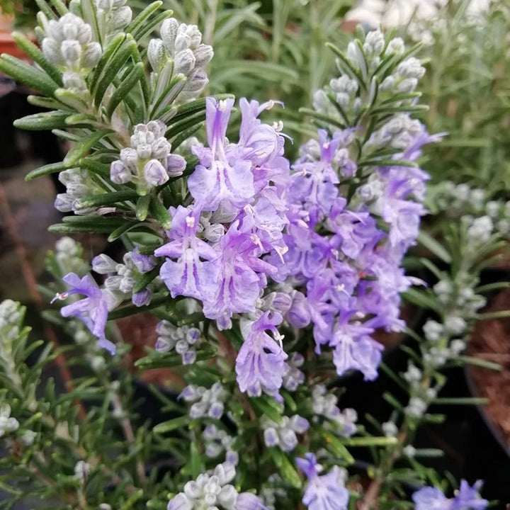 Violet Rosemary flower seeds
