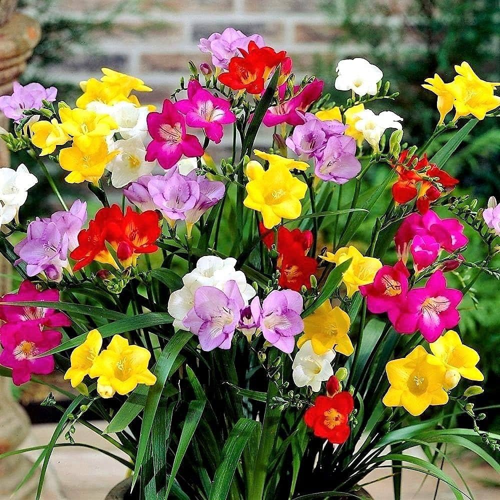 Multi-Colored Freesia flower seeds