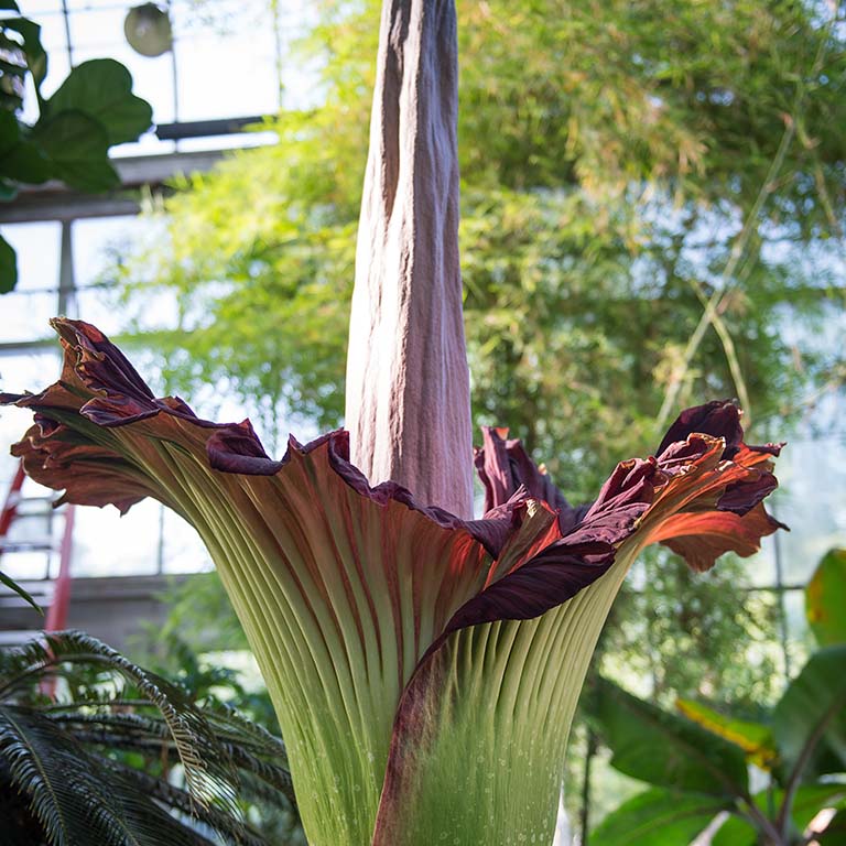 Amorphophallus flower seeds