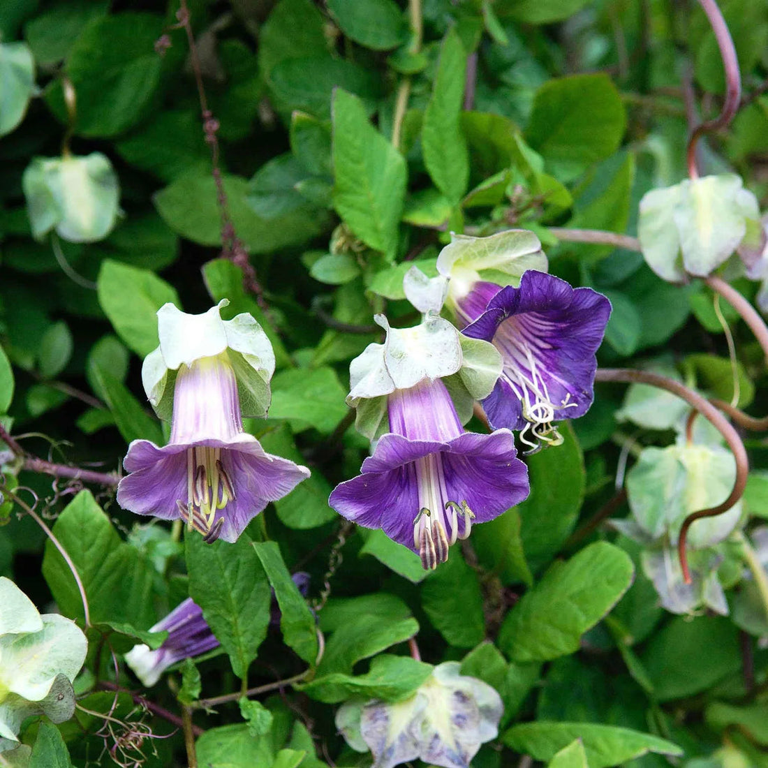 Cup Saucer flower seeds