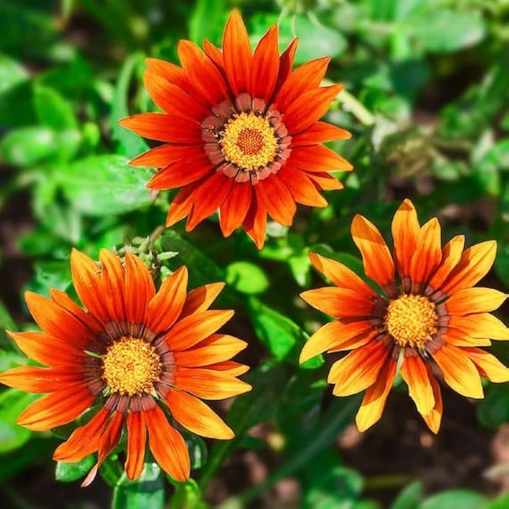 Gray Gazania flower seeds