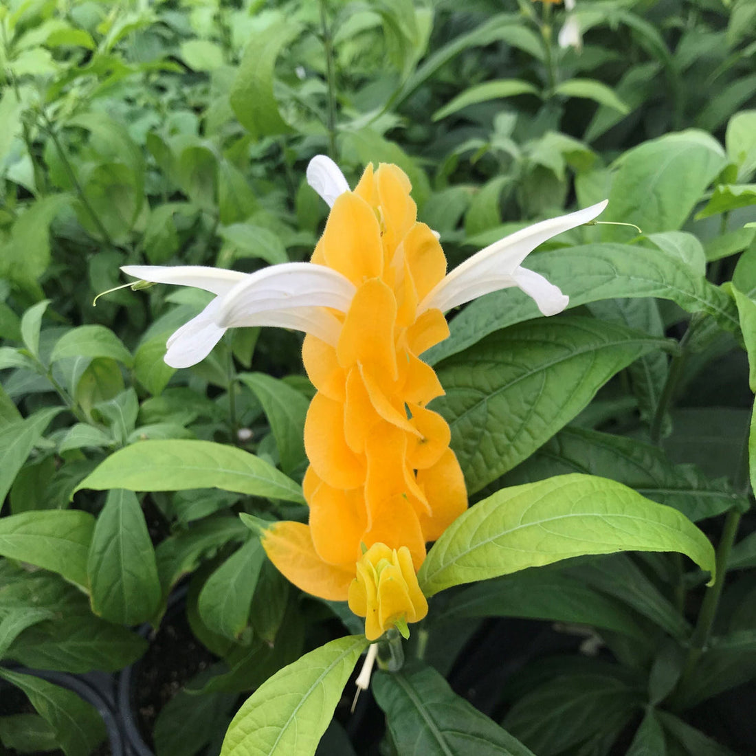 White Yellow flower seeds