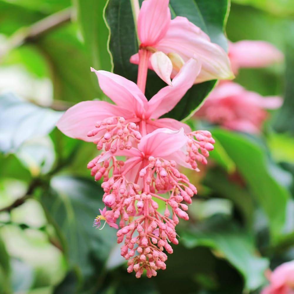 Light Pink flower seeds