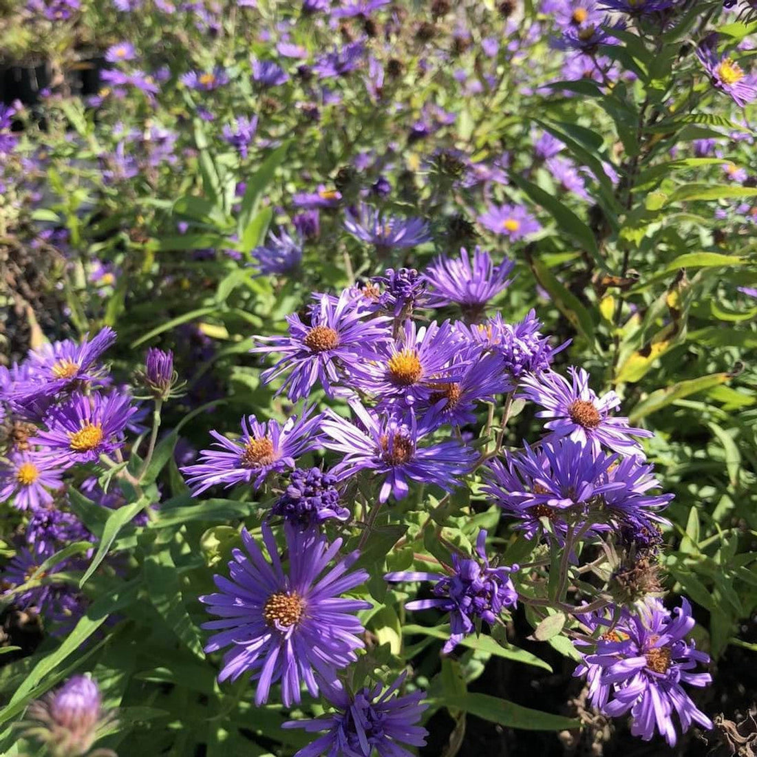Purple New flower seeds