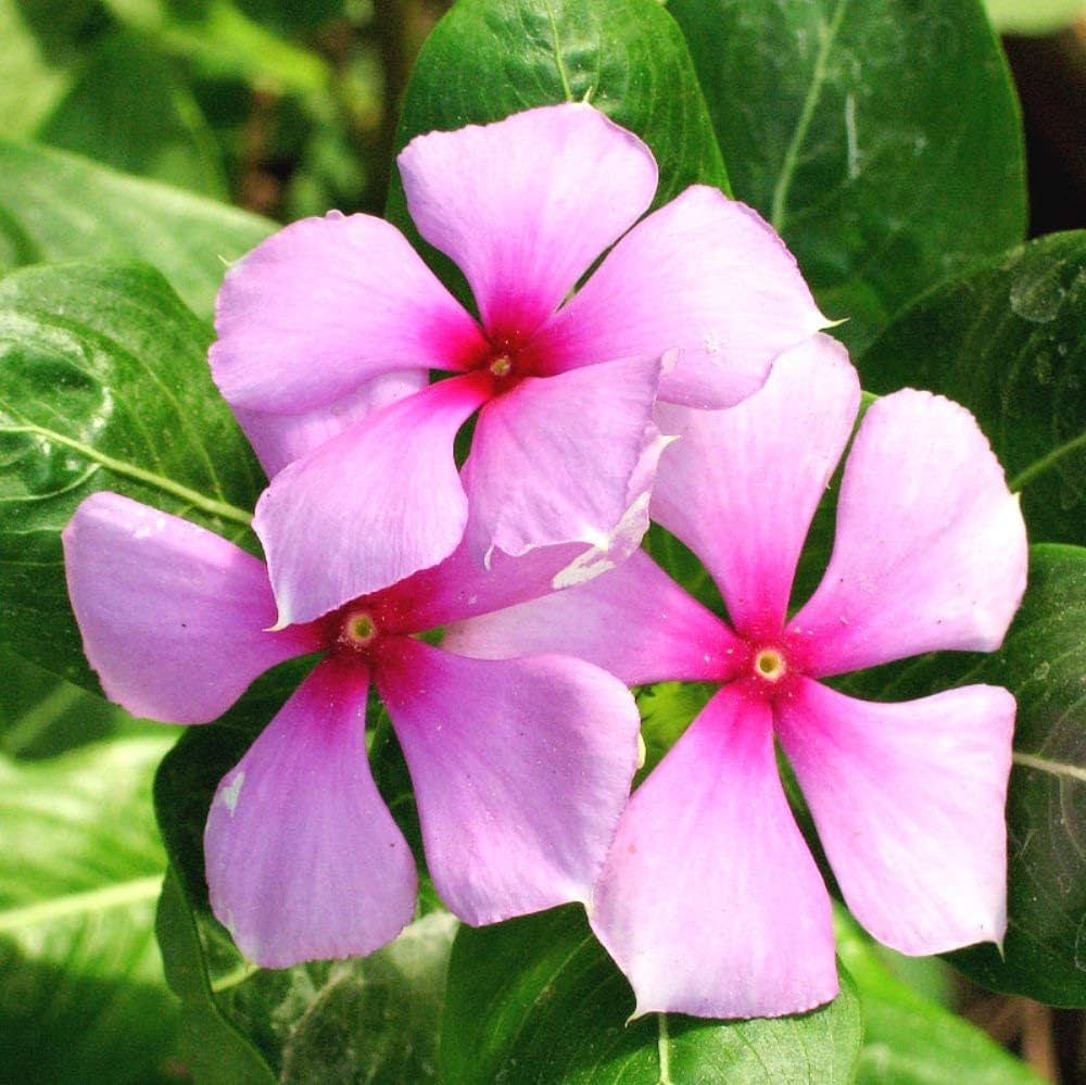 Catharanthus flower seeds