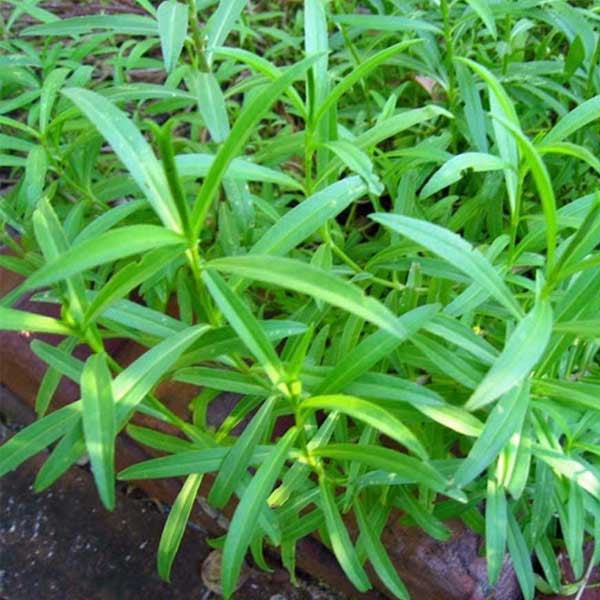 Tarragon flower seeds