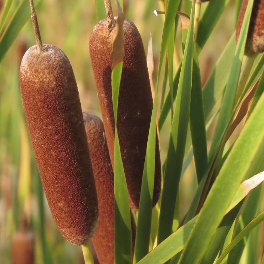 Cattail flower seeds
